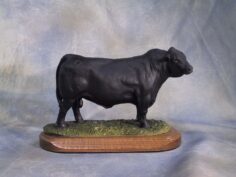 Angus Bulls