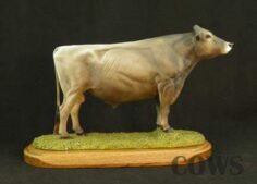 Brown Swiss Bull