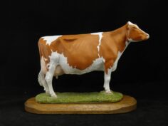 Dairy Cattle