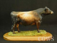 Jersey Bull