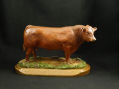 Red Angus Bull