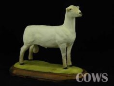Southdown Sheep