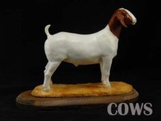 Boer Goats
