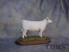 Charolais