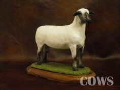 Hampshire Sheep