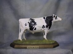 Holstein Bull
