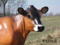 Large Jersey cow