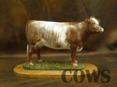 Shorthorn