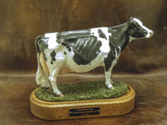 Holstein Cow