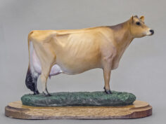 Jersey Cow