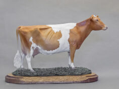 Guernsey Cow