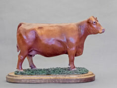 Red Angus