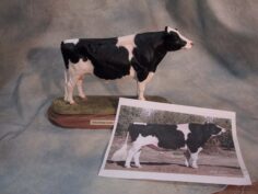 Dairy Bull Portrait color