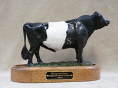 Dutch Belted bull