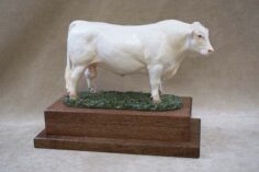 Charolais bull