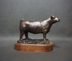 Beef Steer Basic color