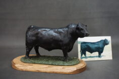 Angus Bulls