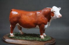 Hereford Polled