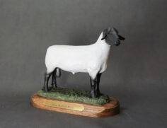 Suffolk sheep