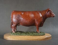 Shorthorn cow