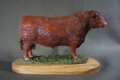 Shorthorn bull