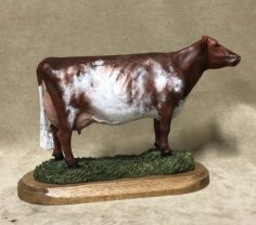 Milking Shorthorn Cow