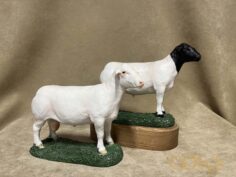 Dorper Sheep