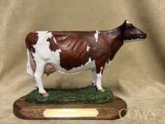 Ayrshire Cow