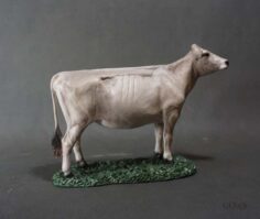 Brown Swiss Heifer