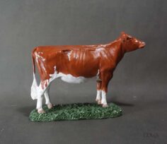 Red & White Heifer