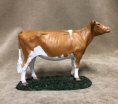 Guernsey Heifer