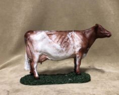 Milking shorthorn