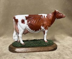 Red & White Holstein Cow