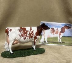 Dairy Cow Portrait color