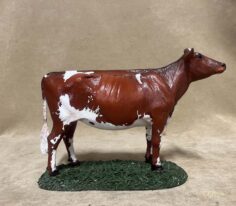 Ayrshire Heifer