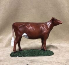 Milking Shorthorn Heifer