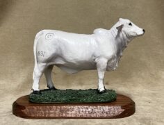Brahman heifer steer