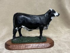Brahman cross heifer steer