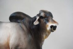 Brahman