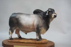 Brahman Bull