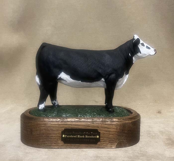 Steer and heifer Portrait color - Image 2