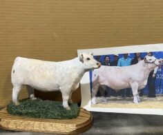steer & heifer portrait