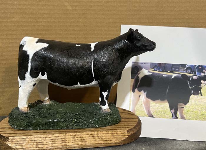 Steer and heifer Portrait color - Image 4