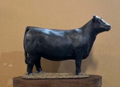 Beef heifer