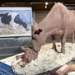 licking calf